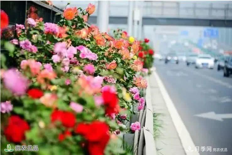 月季史诗，被中国70多个城市选为市花的月季，究竟有怎样的魅力？(图3)