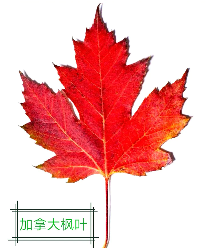 鸡爪槭与红枫的对话(图4)