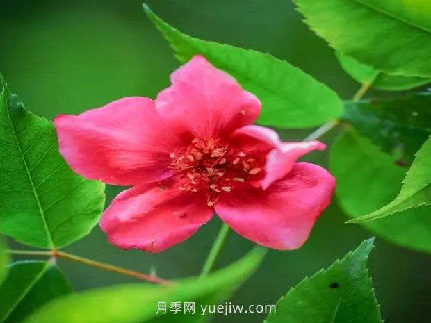 贵州石阡发现极危植物“亮叶月季”(图1)