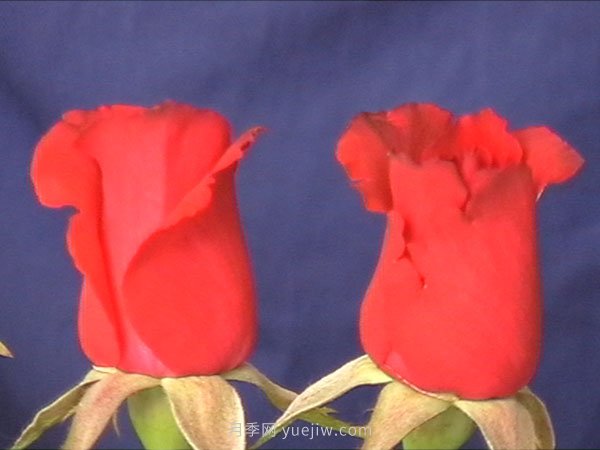 红玫瑰王月季(图1)