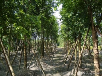 朴树种植和养护的四大注意事项
