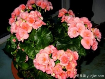海棠花Zui具特色的6个品种