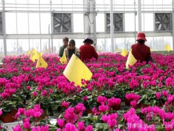 扬州高邮：每天发货30万株，花工厂绽放乡村振兴致富花