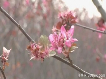 菏泽成武：千亩海棠反季节开花，逆袭深秋成一景
