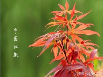 红枫，4个红枫品种是秋日植物里亮丽的风景线