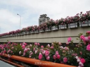 上海城市高架变“花路”，这些月季进入盛花期啦!