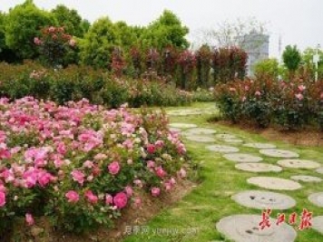 武汉满街月季开放，近百座公园进入盛花期