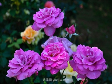 南昌滨江月季园，带你去看天下风流的江西月季花