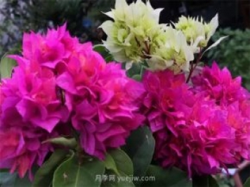 夏季养花要选对品种，推荐6种花卉适合高温