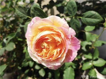 100种玫瑰花的名字，来了解下不同颜色的品种月季