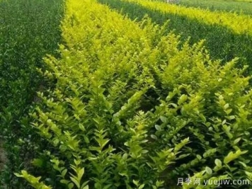 大叶黄杨的养殖护理