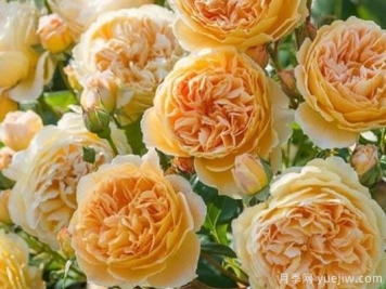 大花香水月季的养护方法，分享10种花香飘满屋