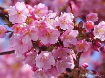 园林绿化中常见的樱花品种主要有哪些？