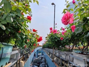 1.2万株月季盛开，南昌八一桥景观花廊拥抱春景