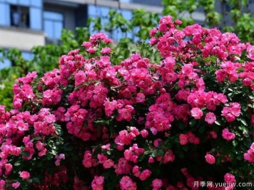武汉新增多条绝美月季花道，江城处处花海景观