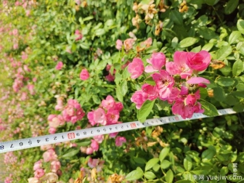 安吉拉月季盆栽苗，60厘米高基地发货