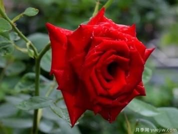 2023年情人节十大玫瑰品种销量榜，卡罗拉位居首位