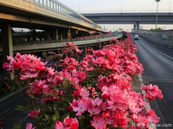 30万株新品种，杭州高架月季会带来什么样的惊喜？