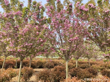 樱花树几年可以开花？日本晚樱开花的观赏价值