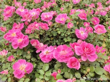 仙境盆栽月季杯苗粉色丰花，绿化工程批发
