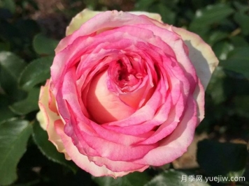 我的玫瑰月季/我的花