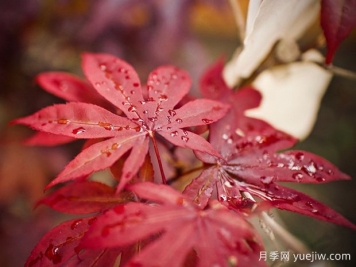 日本红枫、美国红枫、中国红枫到底有何不同？