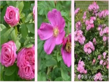 轻松区分月季、玫瑰和蔷薇ROSE三姐妹，不再迷茫于爱情花海