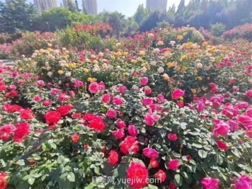 郑州月季公园40万株月季竞相绽放，感受花漾生活