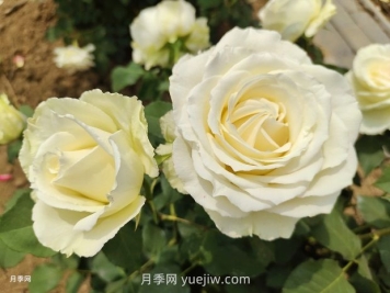 十一朵白玫瑰的花语和寓意