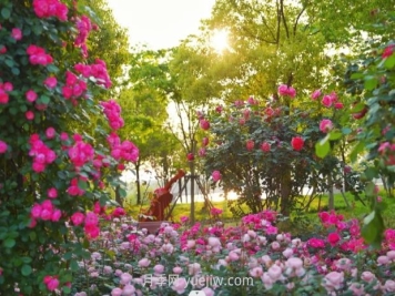 上海前滩休闲公园，月季花海盛景等你赏