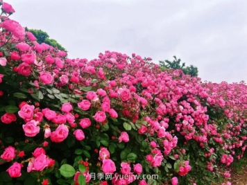 上海放鹤谷无门票，30万朵200多种月季开成了花海