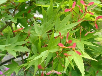 鸡爪槭和红枫的区别，四大不同之处