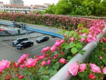 四月盛放的月季时间，湖北宜昌给你的专属浪漫花园