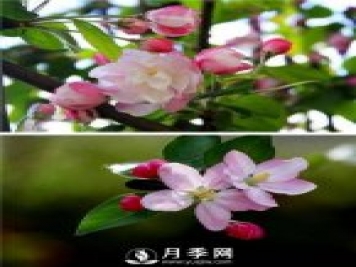 海棠花，与牡丹、兰花、梅花并称为“中国春花四绝”