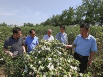 唐河唐栀子，地标农产品成农民增收致富的朝阳产业
