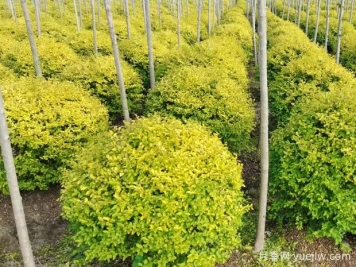 荆门沙洋县十里铺镇4万亩苗木成为致富的绿色产业