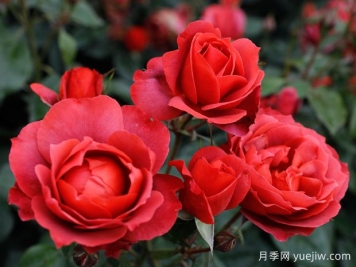 21朵玫瑰：不只是浪漫，还藏着这些深意