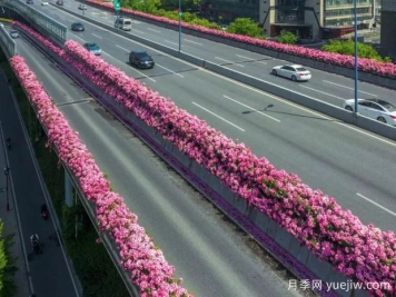 杭州高架月季初开，2024年又到走花路时间