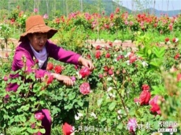 山东淄博沂源60亩月季花竞放，美丽产业助推特色乡村旅游