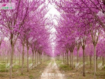 四季春1号，河南鄢陵巨紫荆树为北方城市添彩