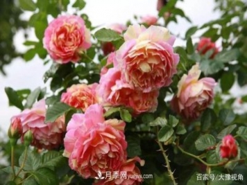河南省各市市花，洛阳牡丹最出名，月季最受欢迎