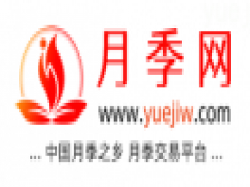 中国上海龙凤419，月季品种介绍和养护知识分享专业网站