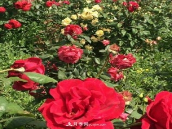 山西运城农民柳庚申建当地精品月季园，种植300多个月季花品种