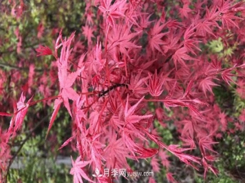 鸡爪槭和红枫的区别，叶片、枝干、花果期