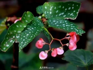 网红花卉之鳟鱼秋海棠，叶奇花美，如何进行日常养护