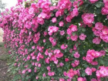 推荐3种爬藤月季，花园里轻松打造漂亮花墙